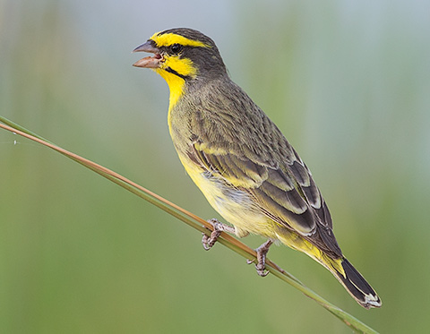 Yellow-fronted Canary singing